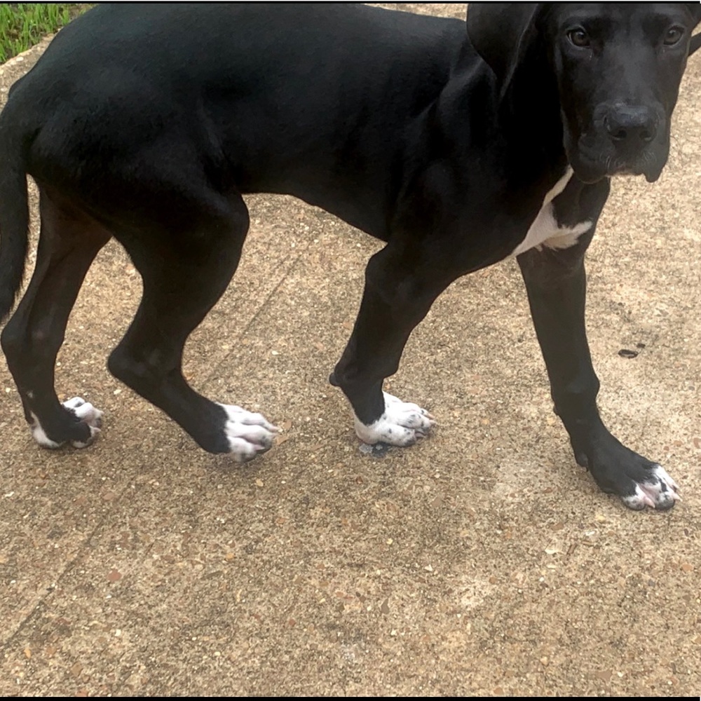 Meet your Posher, Jerra